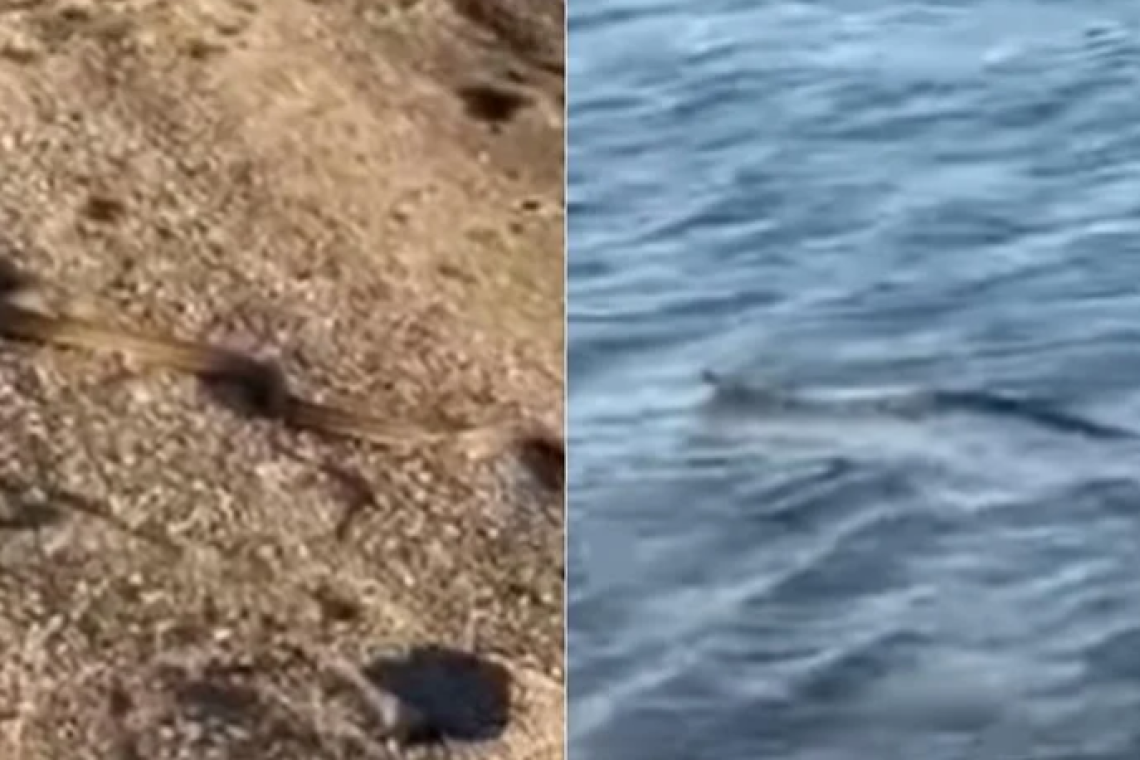 Εύβοια | Φίδι εμφανίστηκε σε ρηχά νερά και "κόβει" βόλτες στην άμμο