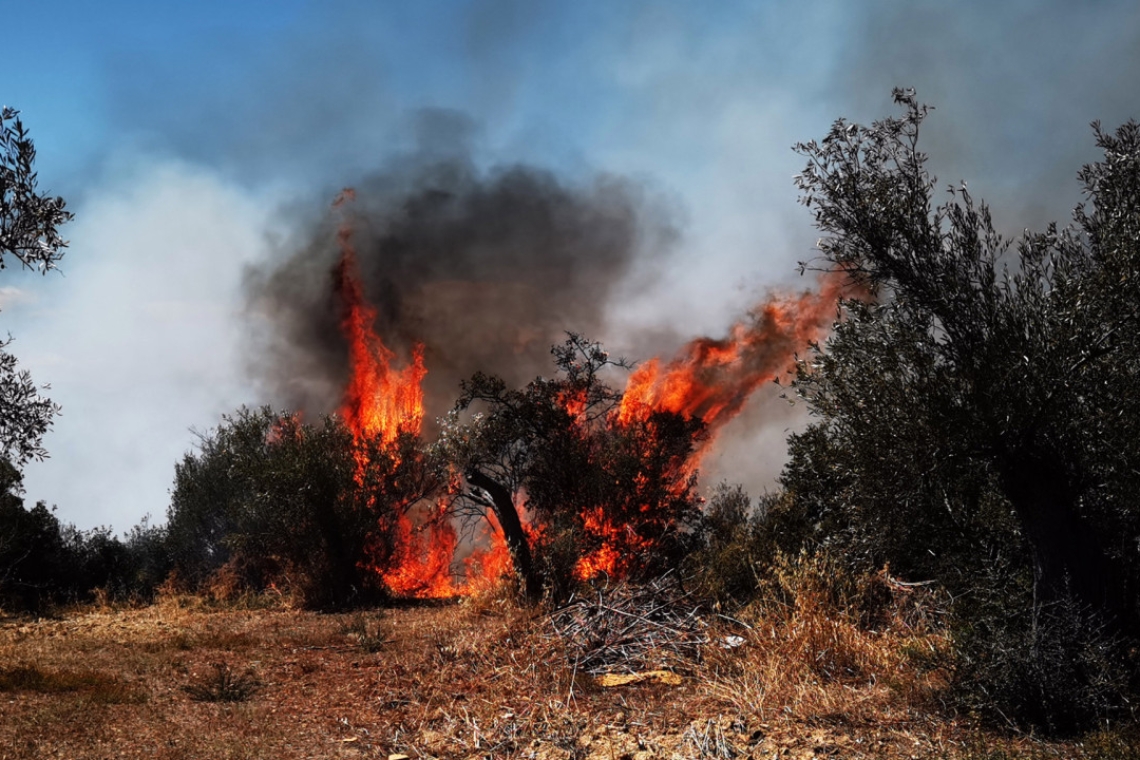 Φωτιά εκδηλώθηκε στην περιοχή Πρόδρομος Βοιωτίας – Οι φλόγες πλησιάζουν τον κοντινό οικισμό