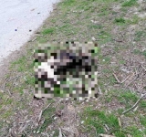 Σκυλάκι βασανίστηκε άγρια στην Καβάλα - Βρέθηκε ακρωτηριασμένο, δεμένο και καμένο
